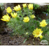Adonis vernalis