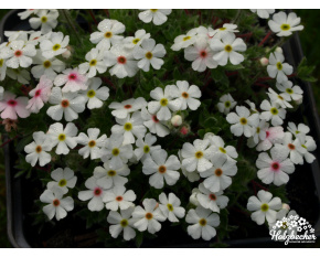 Androsace villosa