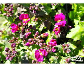 Arabis caucasica ‘Little Treasure Deep Pink’