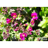 Arabis caucasica ‘Little Treasure Deep Pink’
