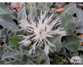 Centaurea pindicola