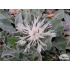 Centaurea pindicola