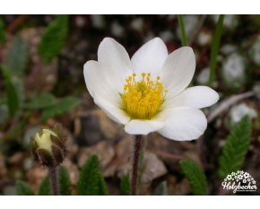 Dryas x suendermannii