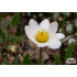 Dryas x suendermannii