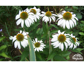 Echinacea purpurea ‘Alba’