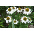 Echinacea purpurea ‘Alba’