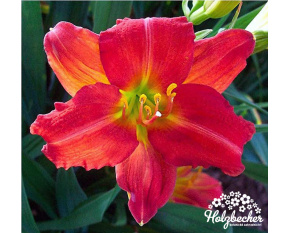 Hemerocallis ‘Red Rum’