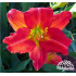 Hemerocallis ‘Red Rum’