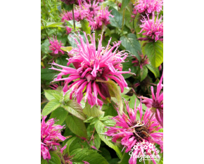 Monarda ‘Pink Lace’