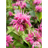 Monarda ‘Pink Lace’