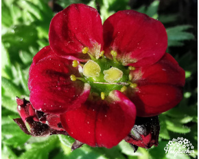 Saxifraga x arendsii ‘Harder Zwerg’