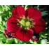 Saxifraga x arendsii ‘Harder Zwerg’