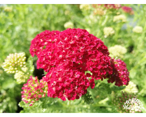 Achillea millefolium ‘Pomegranate’