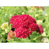Achillea millefolium ‘Pomegranate’