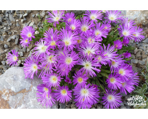 Delosperma lavisiae