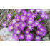 Delosperma lavisiae