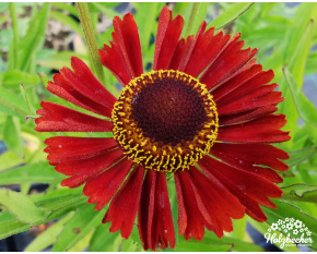 Helenium autumnale ‘Siesta’