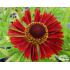 Helenium autumnale ‘Siesta’