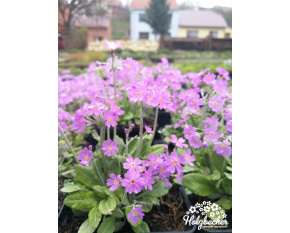 Primula frondosa