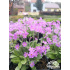 Primula frondosa