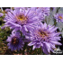 Aster alpinus ‘Sabine’