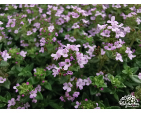 Thymus vulgaris