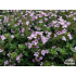 Thymus vulgaris