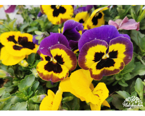 Viola x wittrockiana