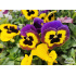 Viola x wittrockiana