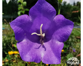Campanula persicifolia ‘Caerulea’