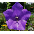 Campanula persicifolia ‘Caerulea’