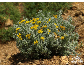 Helichrysum trilineatum