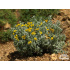 Helichrysum trilineatum