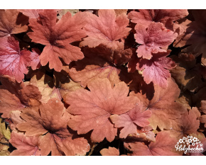 Heucherella ‘Sweet Tea’