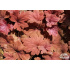 Heucherella ‘Sweet Tea’