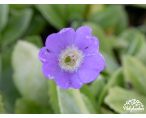 Primula marginata ‘Ivy Agee’