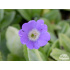 Primula marginata ‘Ivy Agee’