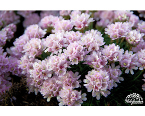Armeria juniperifolia ‘Vranov’