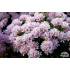 Armeria juniperifolia ‘Vranov’