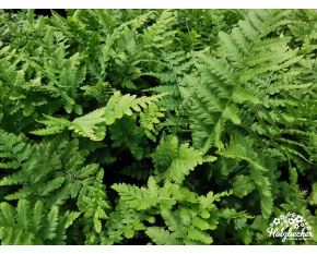 Dryopteris filix-mas