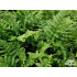 Dryopteris filix-mas