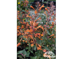 Agastache ‘Kudos Mandarin’