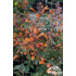 Agastache ‘Kudos Mandarin’