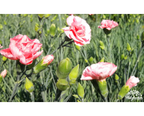 Dianthus plumarius ‘Doris’