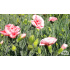 Dianthus plumarius ‘Doris’