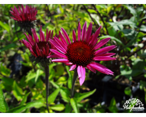 Echinacea purpurea ‘Fatal Attraction’