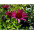 Echinacea purpurea ‘Fatal Attraction’