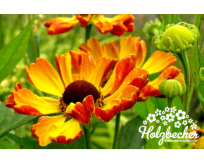 Helenium ‘Rauchtopas’