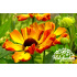 Helenium ‘Rauchtopas’