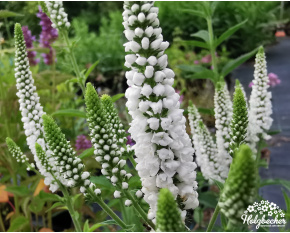 Veronica longifolia ‘First Lady’